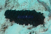 Isostichopus badionotus Holothurie verruqueuse Bonaire Buddy reef-14m-20180223-Denis-ADER-DSC_7800_tn
